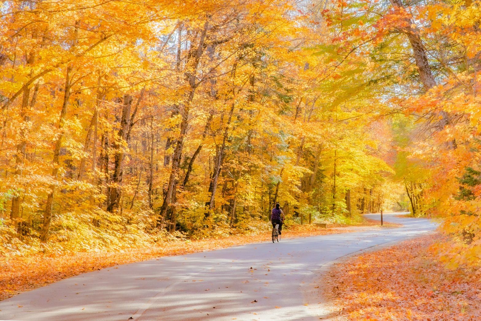 person riding a bicycle in the middle of road surrounded with trees