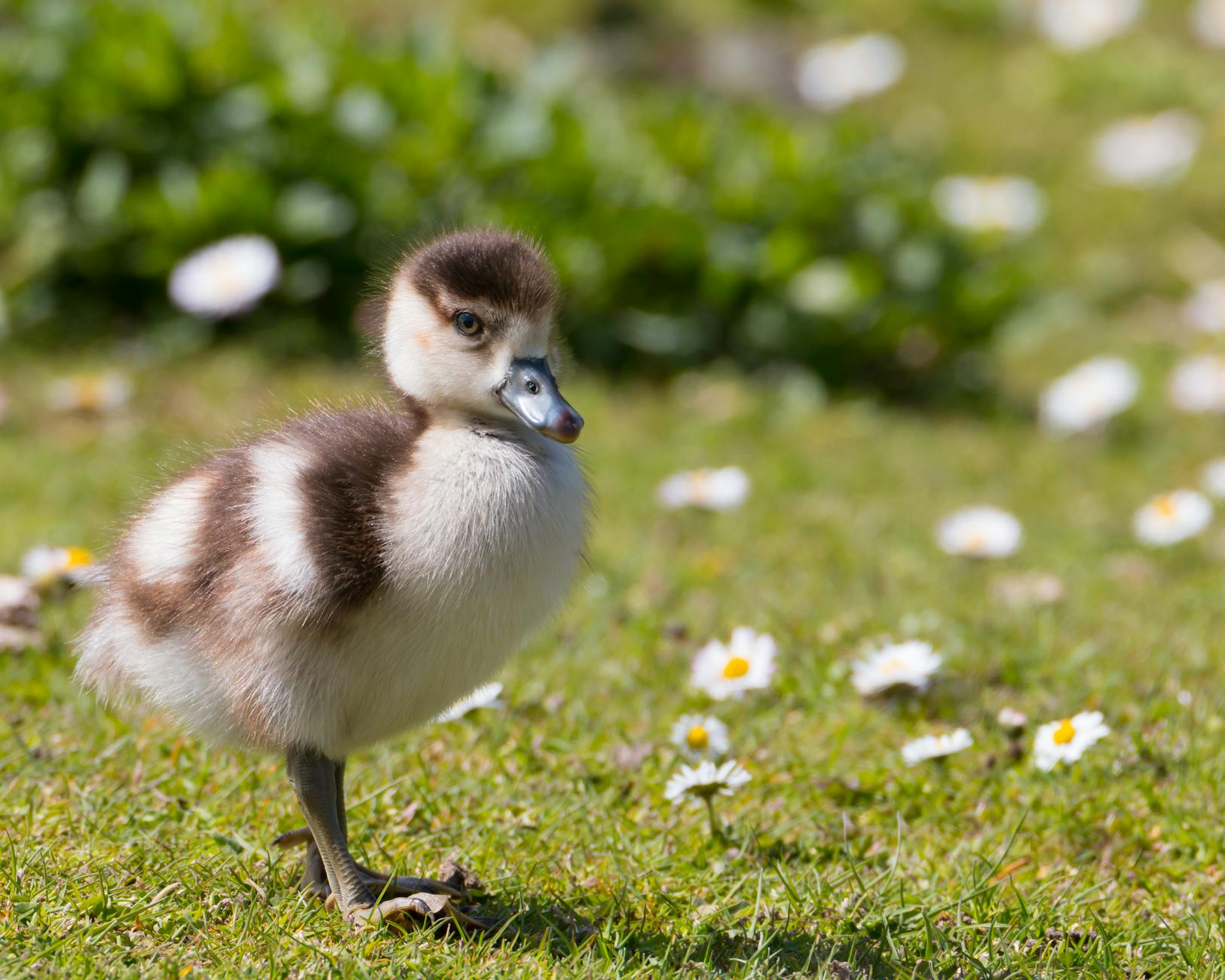 close up photo of a duckling